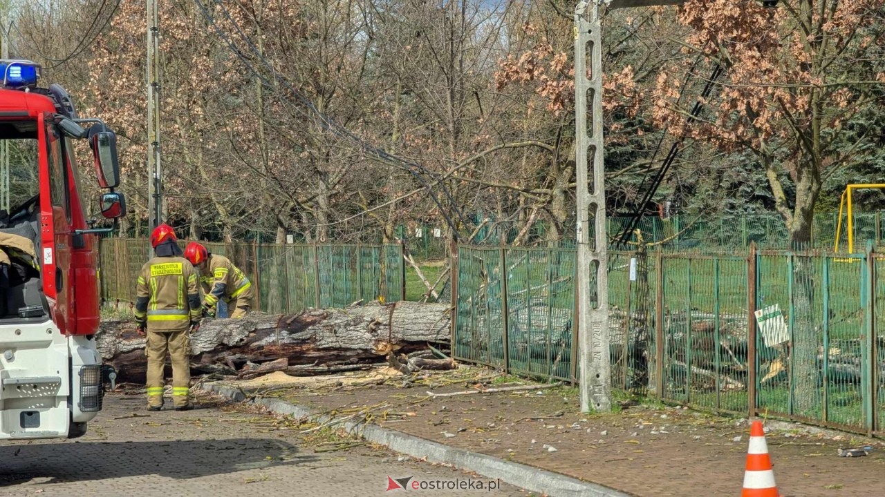 Powalone drzewo na Alei Wojska Polskiego [05.04.2025] - zdjęcie #75 - eOstroleka.pl