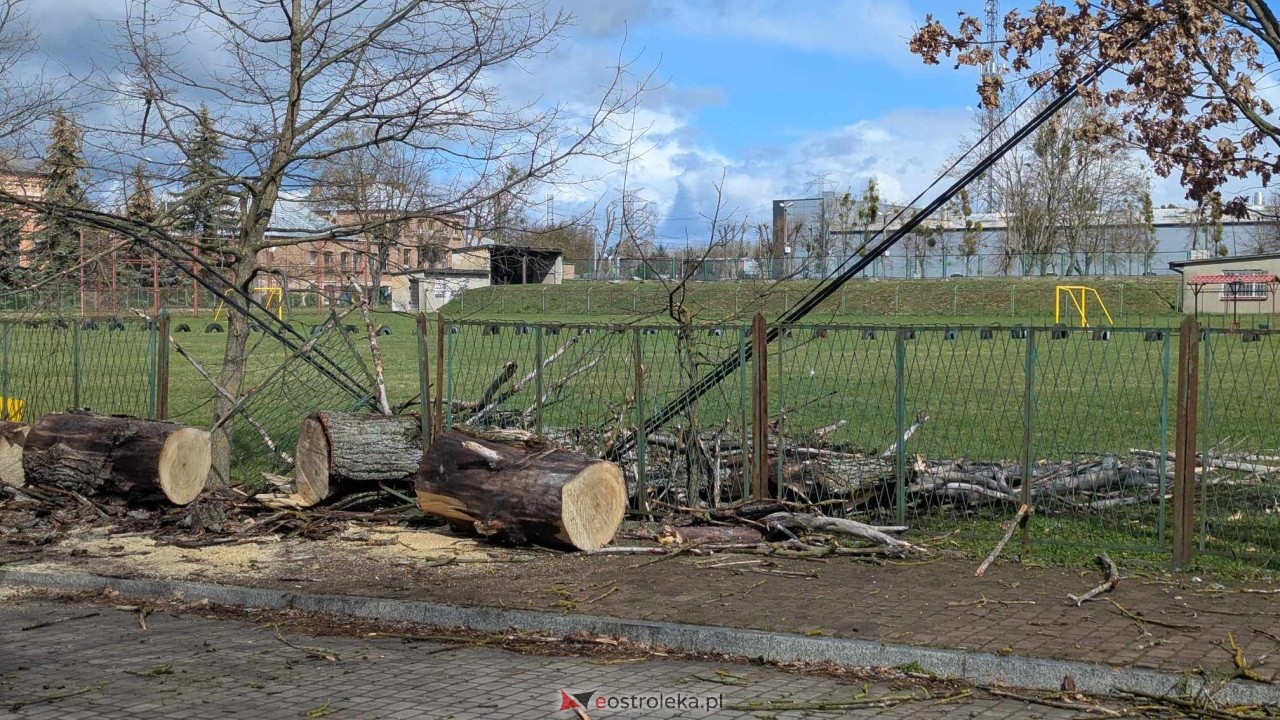 Powalone drzewo na Alei Wojska Polskiego [05.04.2025] - zdjęcie #71 - eOstroleka.pl