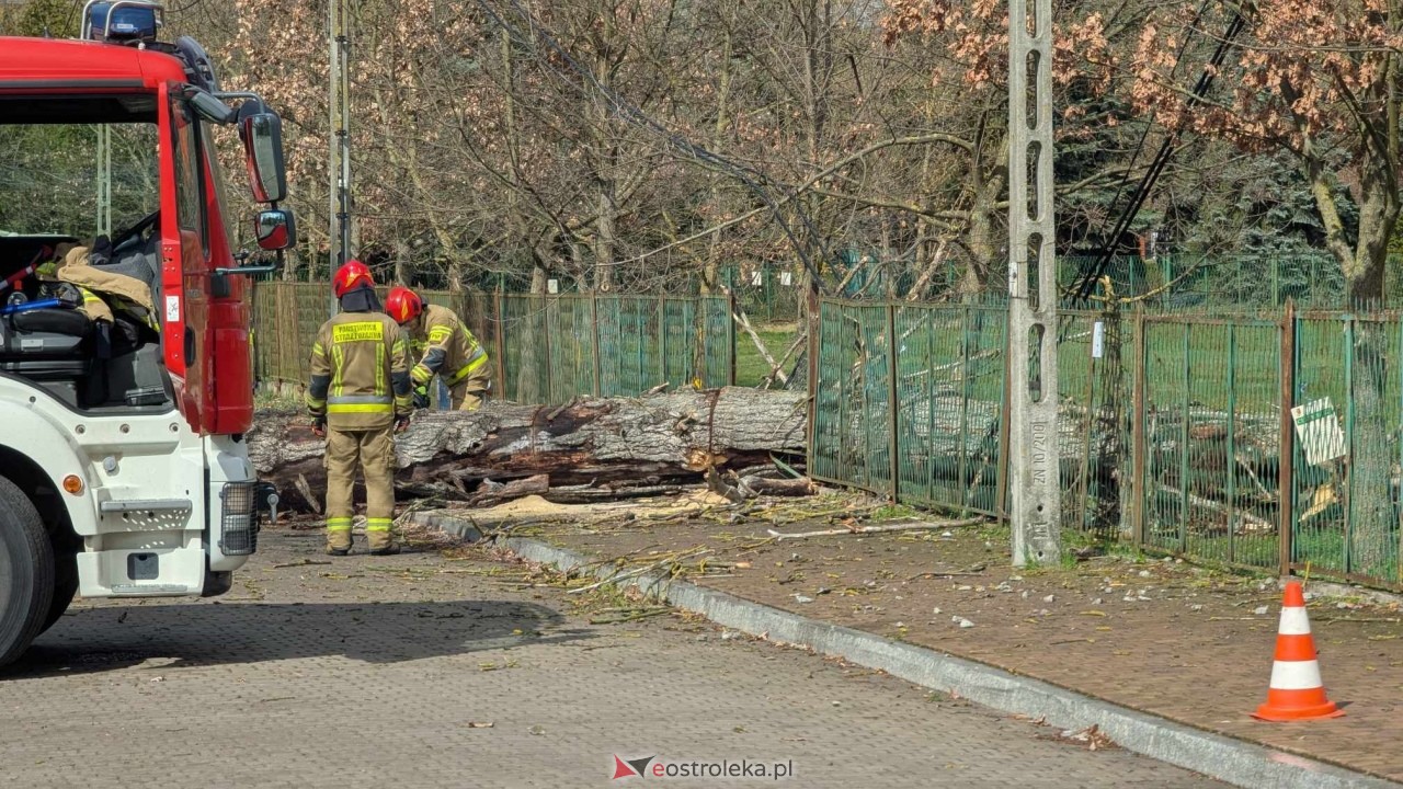 Powalone drzewo na Alei Wojska Polskiego [05.04.2025] - zdjęcie #67 - eOstroleka.pl