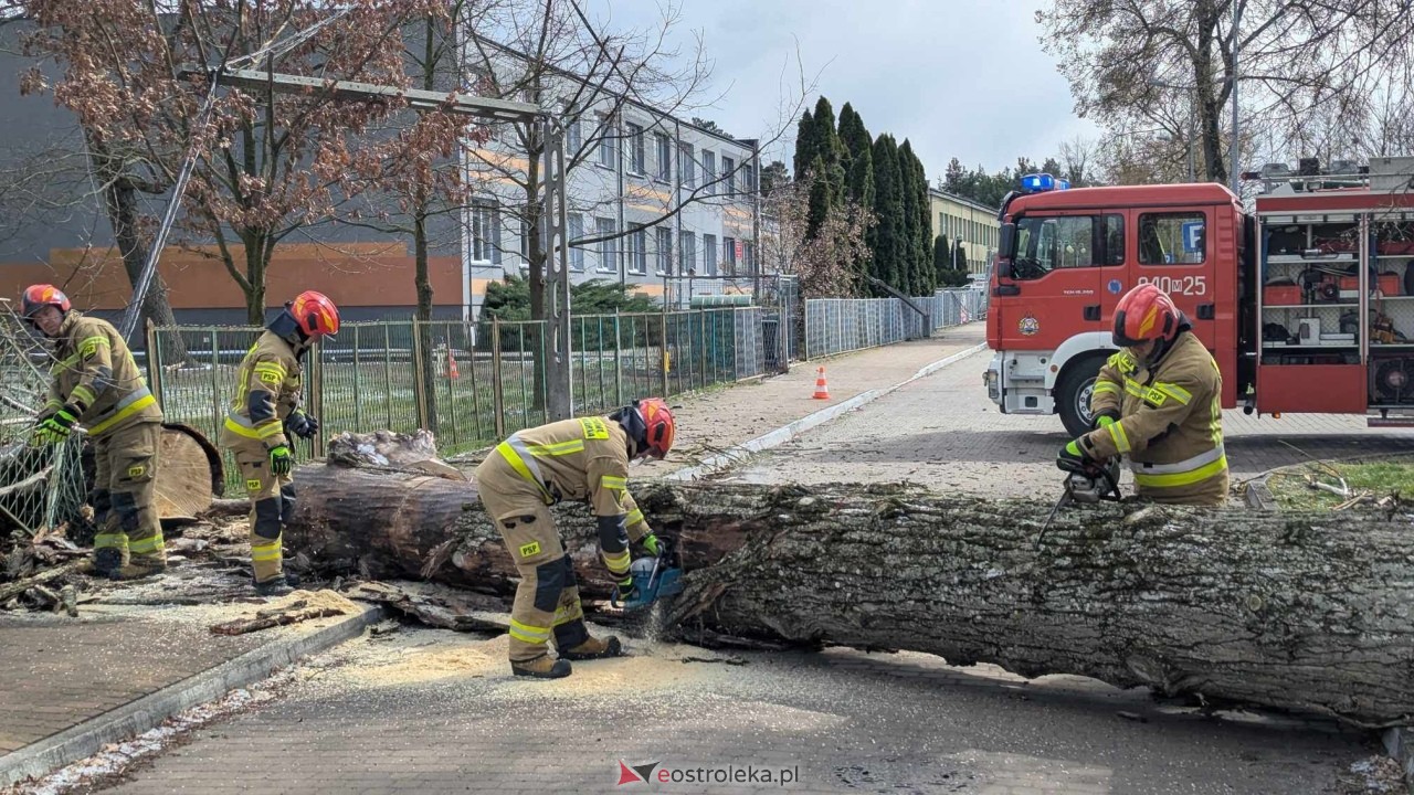 Powalone drzewo na Alei Wojska Polskiego [05.04.2025] - zdjęcie #65 - eOstroleka.pl