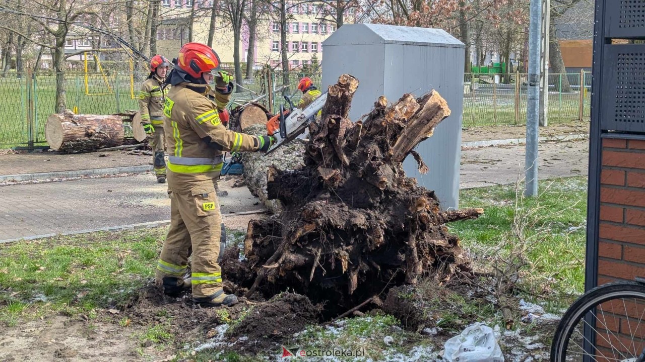 Powalone drzewo na Alei Wojska Polskiego [05.04.2025] - zdjęcie #64 - eOstroleka.pl