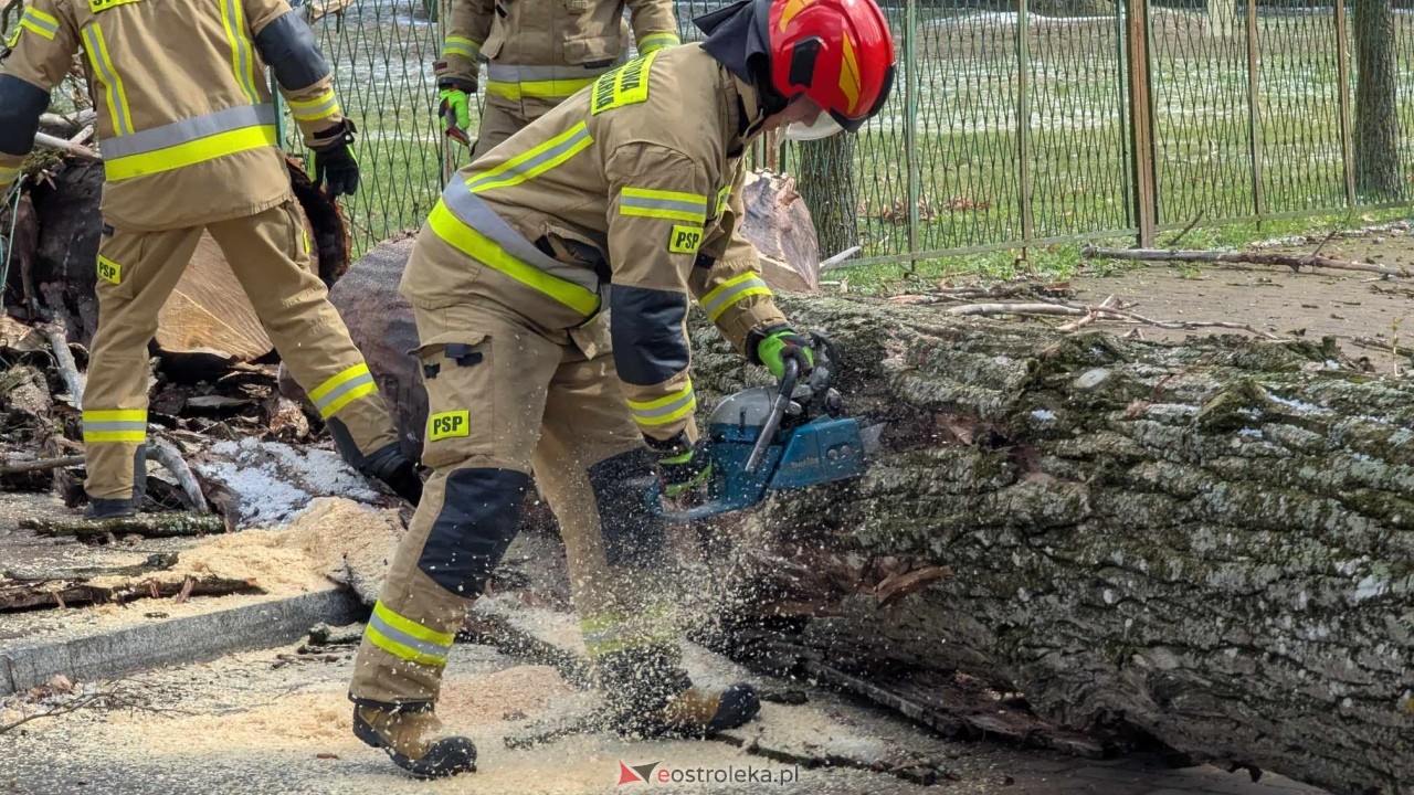 Powalone drzewo na Alei Wojska Polskiego [05.04.2025] - zdjęcie #62 - eOstroleka.pl
