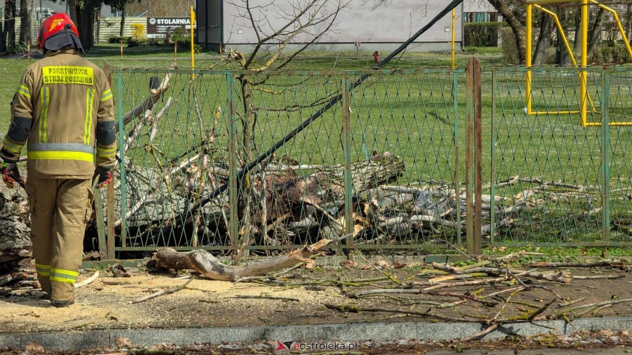 Powalone drzewo na Alei Wojska Polskiego [05.04.2025] - zdjęcie #58 - eOstroleka.pl