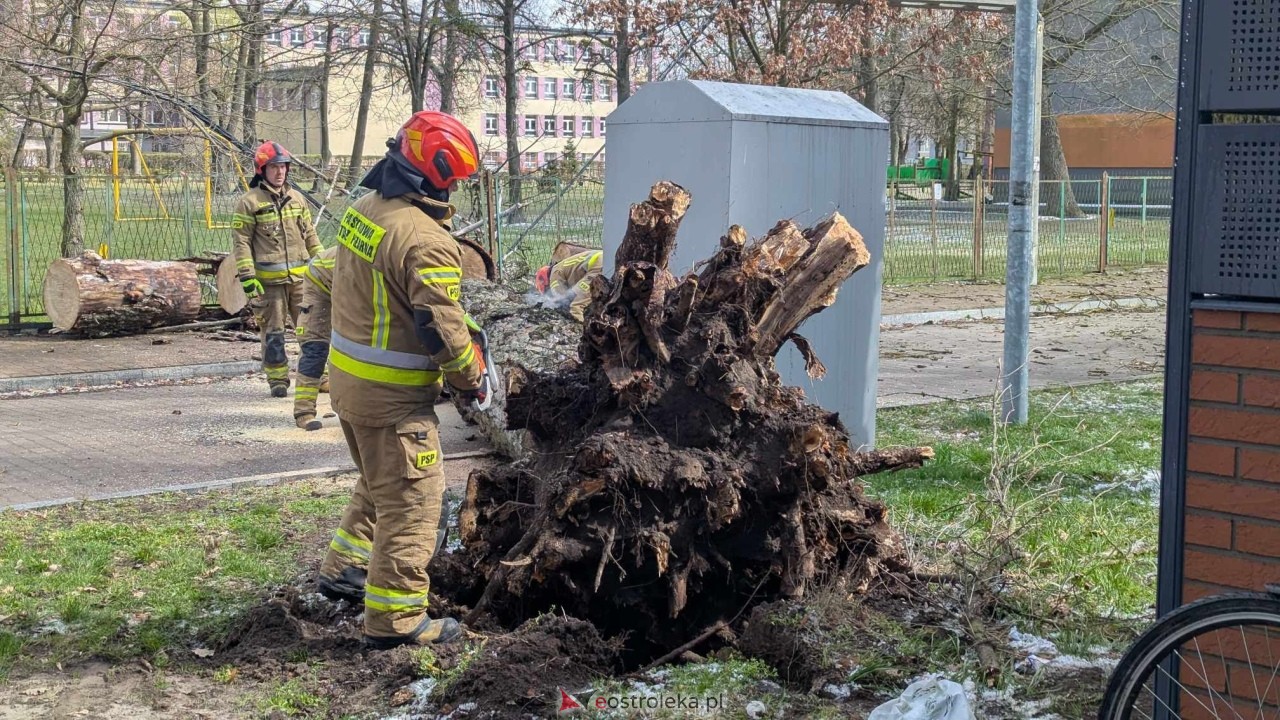 Powalone drzewo na Alei Wojska Polskiego [05.04.2025] - zdjęcie #55 - eOstroleka.pl
