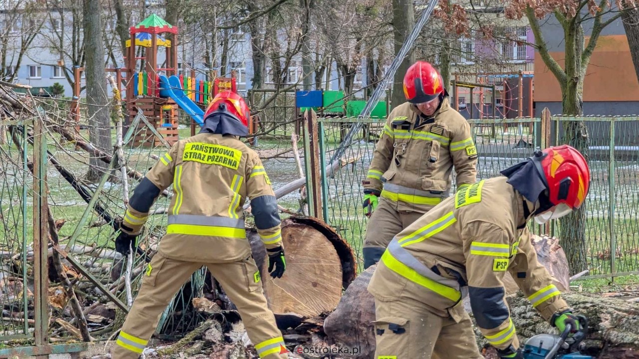 Powalone drzewo na Alei Wojska Polskiego [05.04.2025] - zdjęcie #54 - eOstroleka.pl