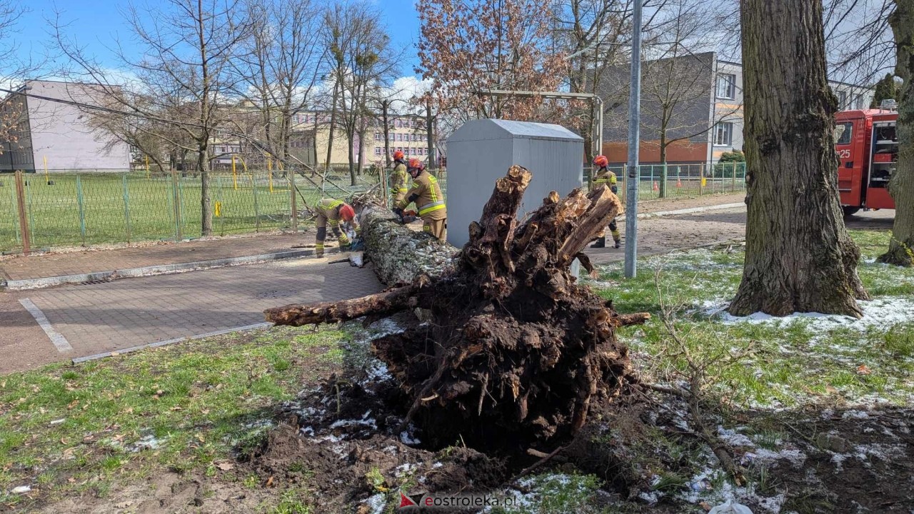 Powalone drzewo na Alei Wojska Polskiego [05.04.2025] - zdjęcie #51 - eOstroleka.pl