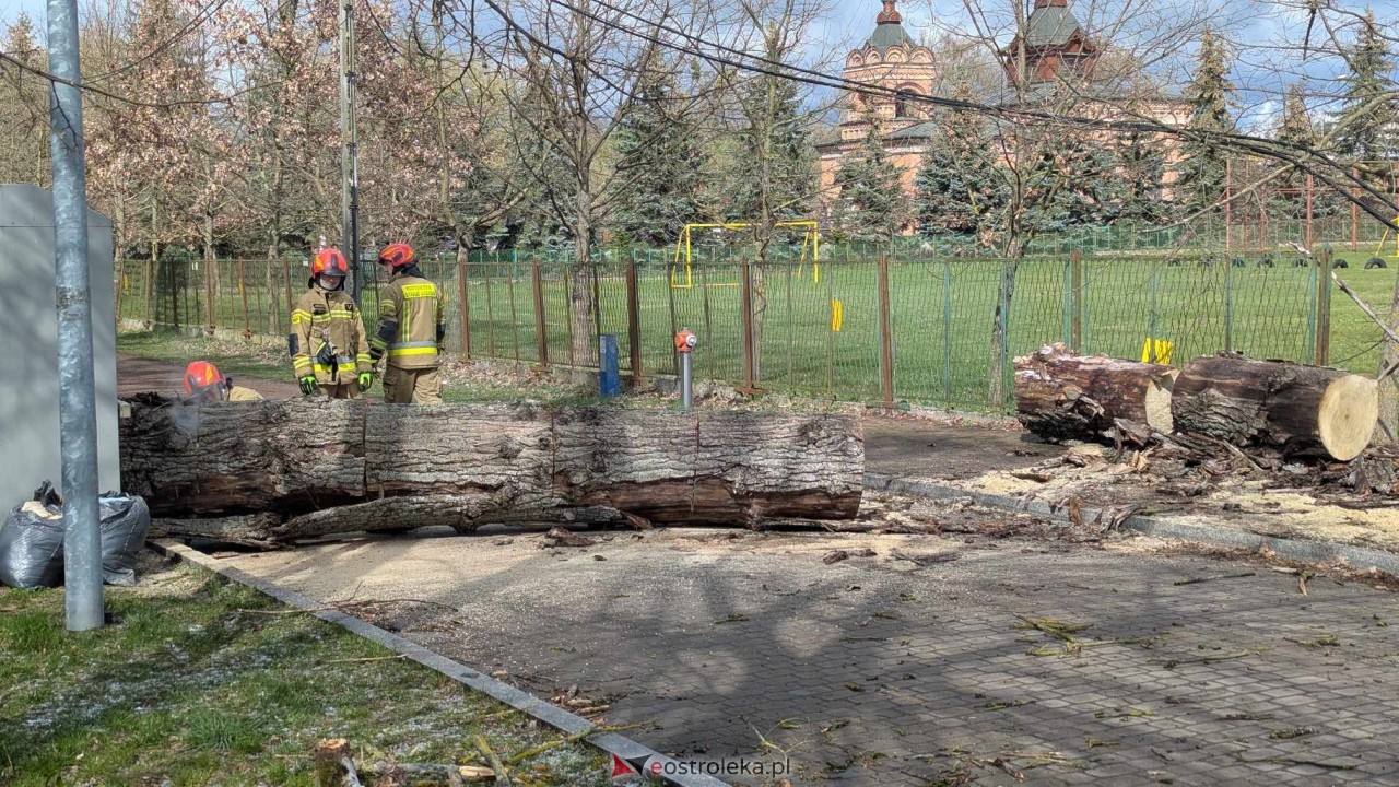 Powalone drzewo na Alei Wojska Polskiego [05.04.2025] - zdjęcie #46 - eOstroleka.pl