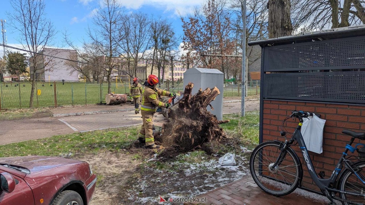 Powalone drzewo na Alei Wojska Polskiego [05.04.2025] - zdjęcie #44 - eOstroleka.pl