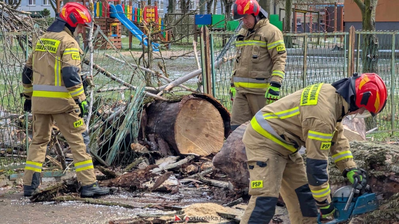 Powalone drzewo na Alei Wojska Polskiego [05.04.2025] - zdjęcie #43 - eOstroleka.pl