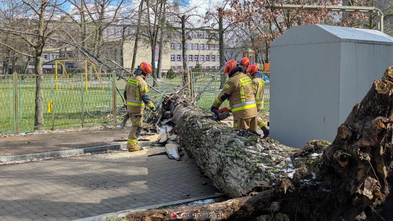 Powalone drzewo na Alei Wojska Polskiego [05.04.2025] - zdjęcie #42 - eOstroleka.pl