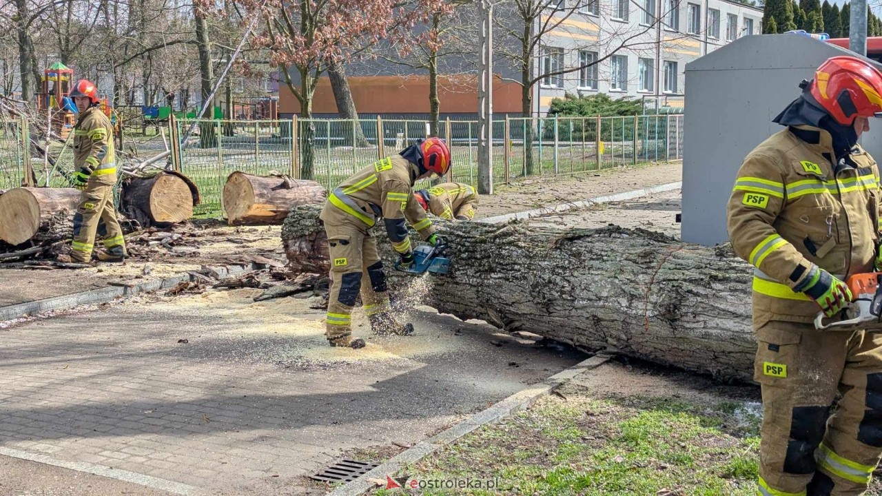 Powalone drzewo na Alei Wojska Polskiego [05.04.2025] - zdjęcie #39 - eOstroleka.pl