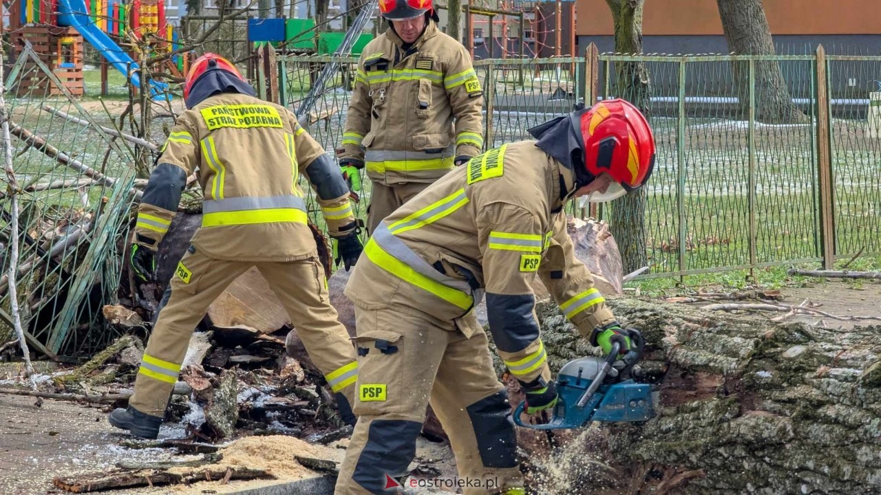 Powalone drzewo na Alei Wojska Polskiego [05.04.2025] - zdjęcie #37 - eOstroleka.pl