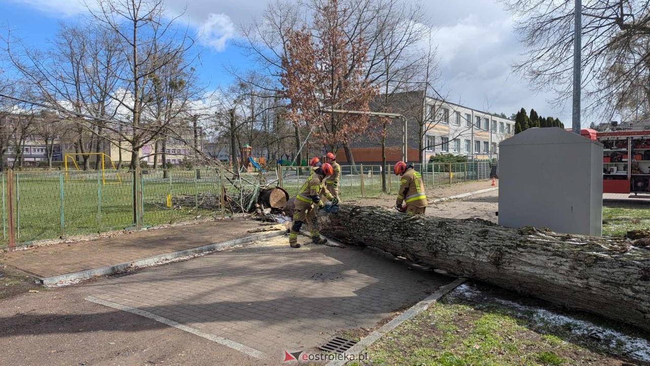 Powalone drzewo na Alei Wojska Polskiego [05.04.2025] - zdjęcie #34 - eOstroleka.pl
