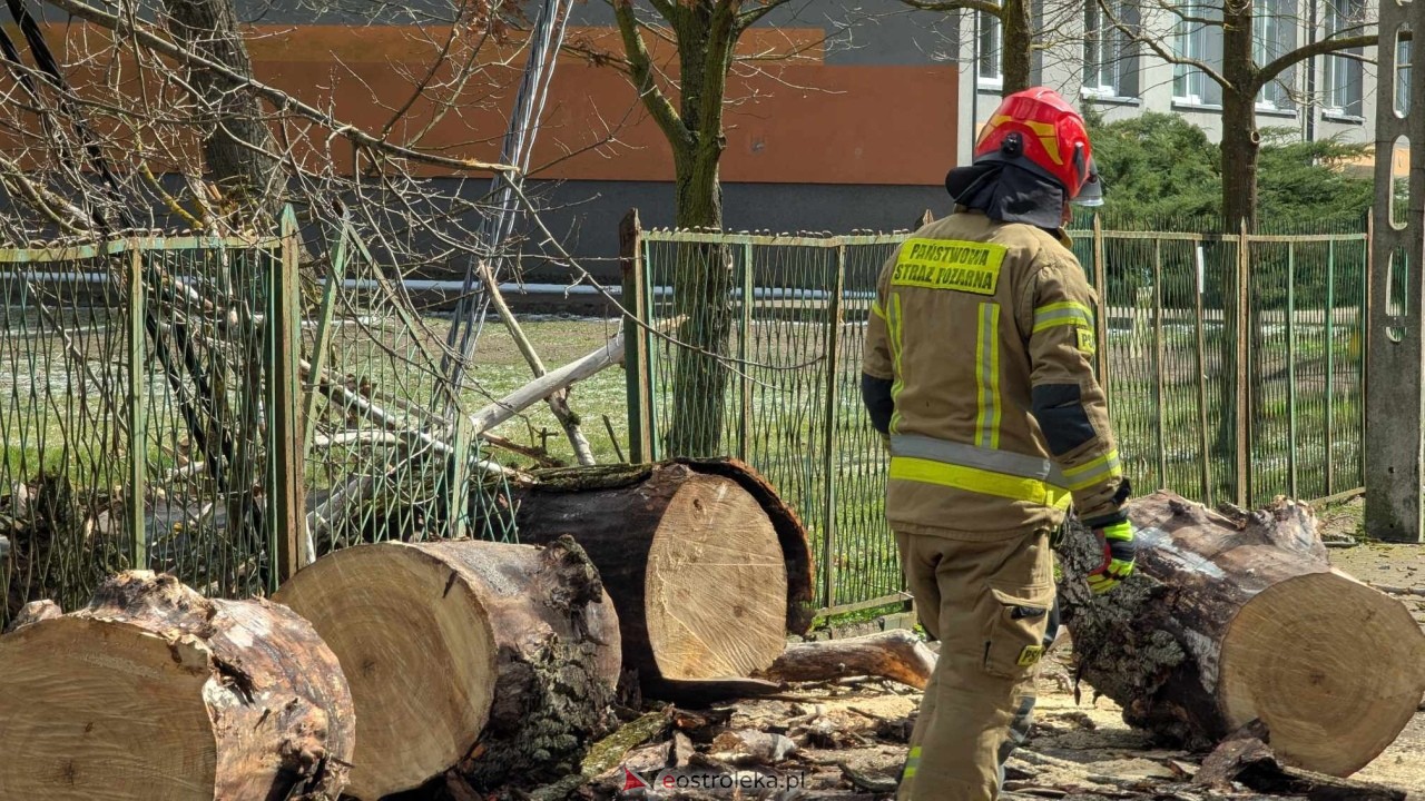 Powalone drzewo na Alei Wojska Polskiego [05.04.2025] - zdjęcie #27 - eOstroleka.pl