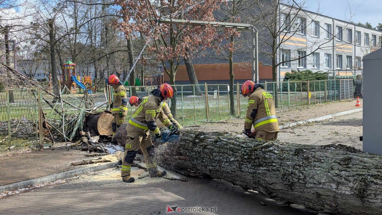 Powalone drzewo na Alei Wojska Polskiego [05.04.2025] - zdjęcie #24 - eOstroleka.pl