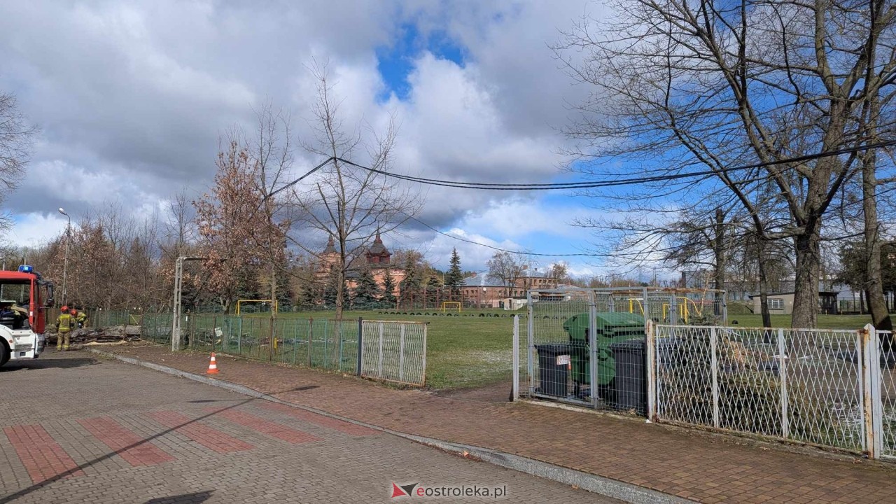 Powalone drzewo na Alei Wojska Polskiego [05.04.2025] - zdjęcie #21 - eOstroleka.pl