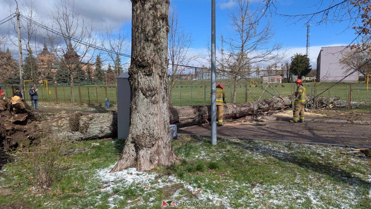 Powalone drzewo na Alei Wojska Polskiego [05.04.2025] - zdjęcie #19 - eOstroleka.pl
