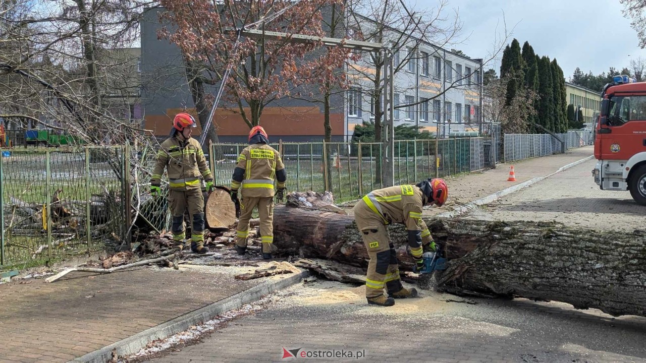 Powalone drzewo na Alei Wojska Polskiego [05.04.2025] - zdjęcie #18 - eOstroleka.pl