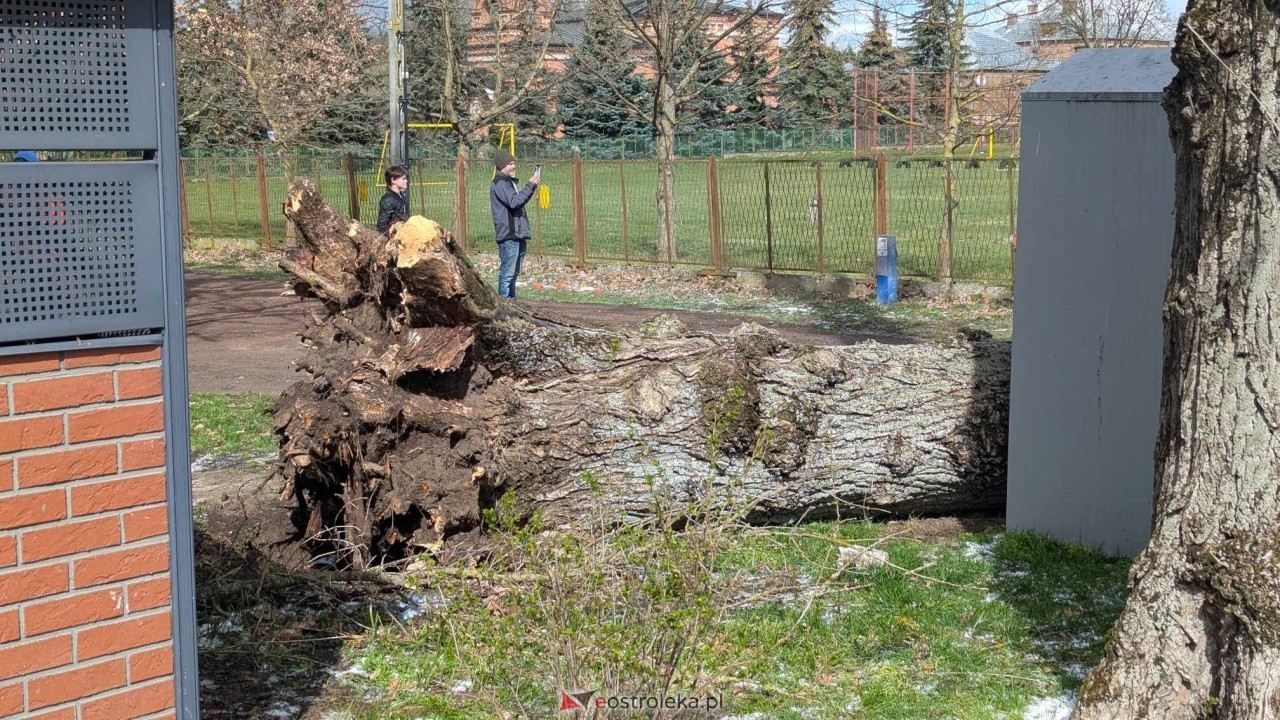 Powalone drzewo na Alei Wojska Polskiego [05.04.2025] - zdjęcie #8 - eOstroleka.pl