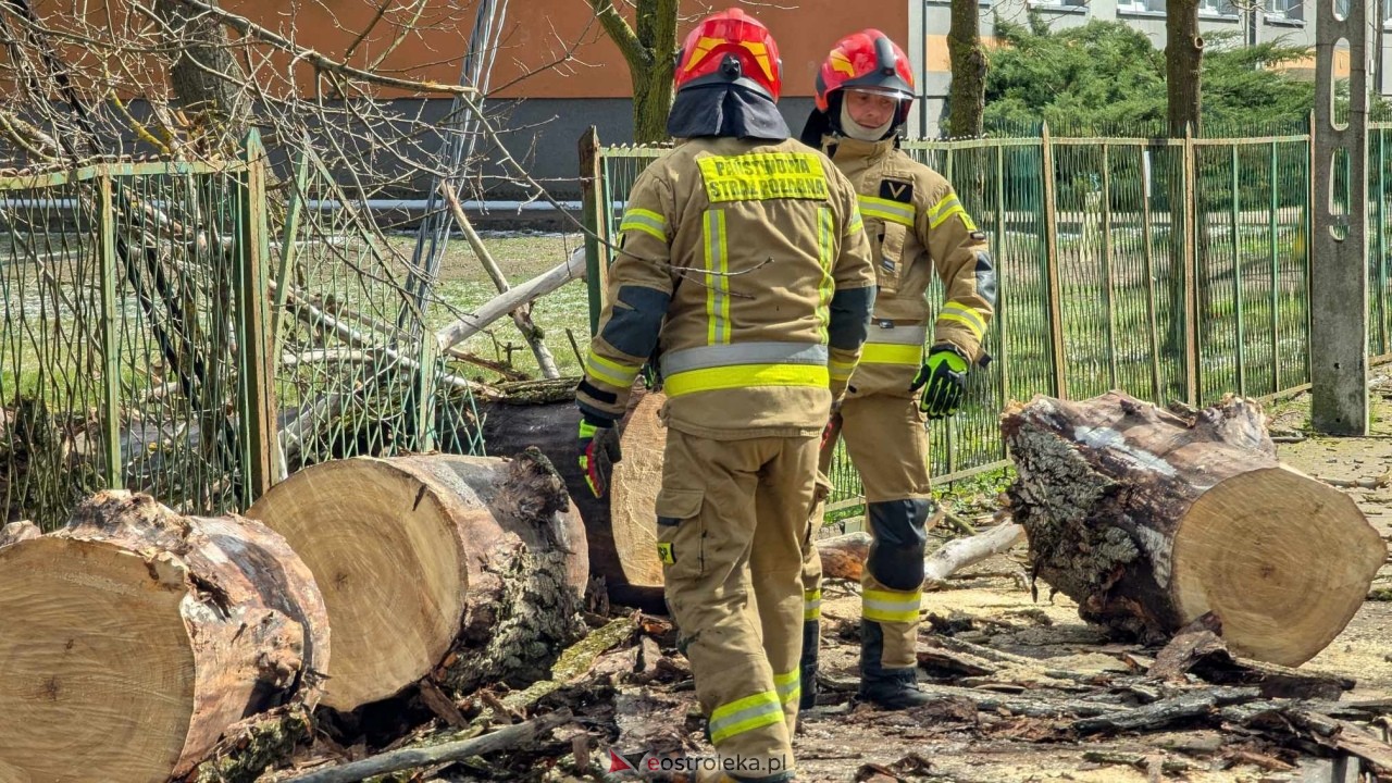 Powalone drzewo na Alei Wojska Polskiego [05.04.2025] - zdjęcie #6 - eOstroleka.pl