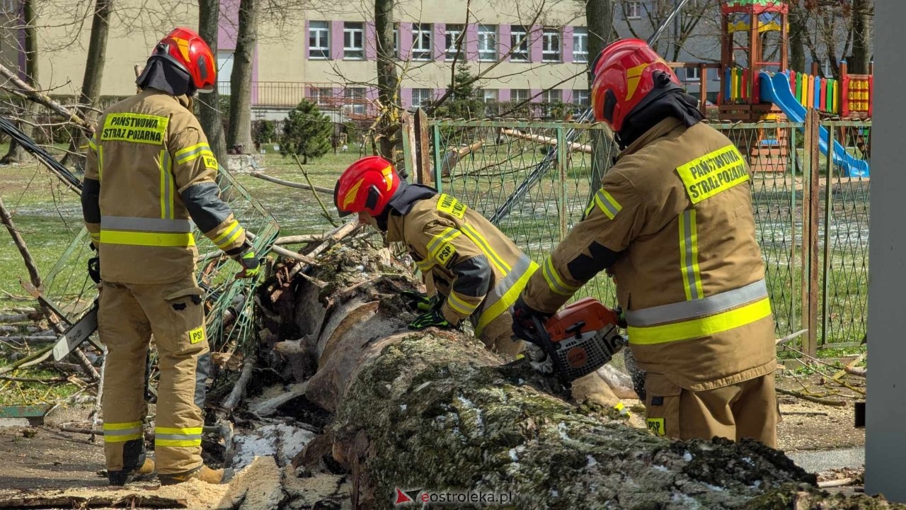 Powalone drzewo na Alei Wojska Polskiego [05.04.2025] - zdjęcie #4 - eOstroleka.pl