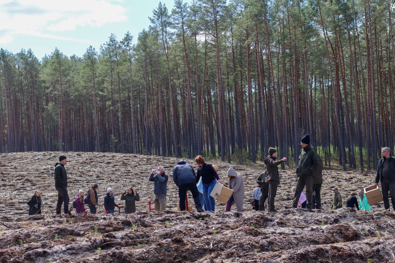 Akcja sadzenia drzew w leśnictwie Dąbrówka w gminie Lelis [08.04.2025] - zdjęcie #35 - eOstroleka.pl