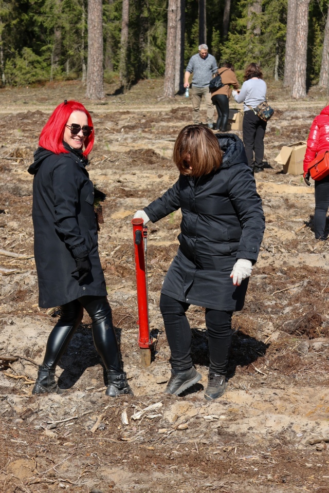 Akcja sadzenia drzew w leśnictwie Dąbrówka w gminie Lelis [08.04.2025] - zdjęcie #32 - eOstroleka.pl