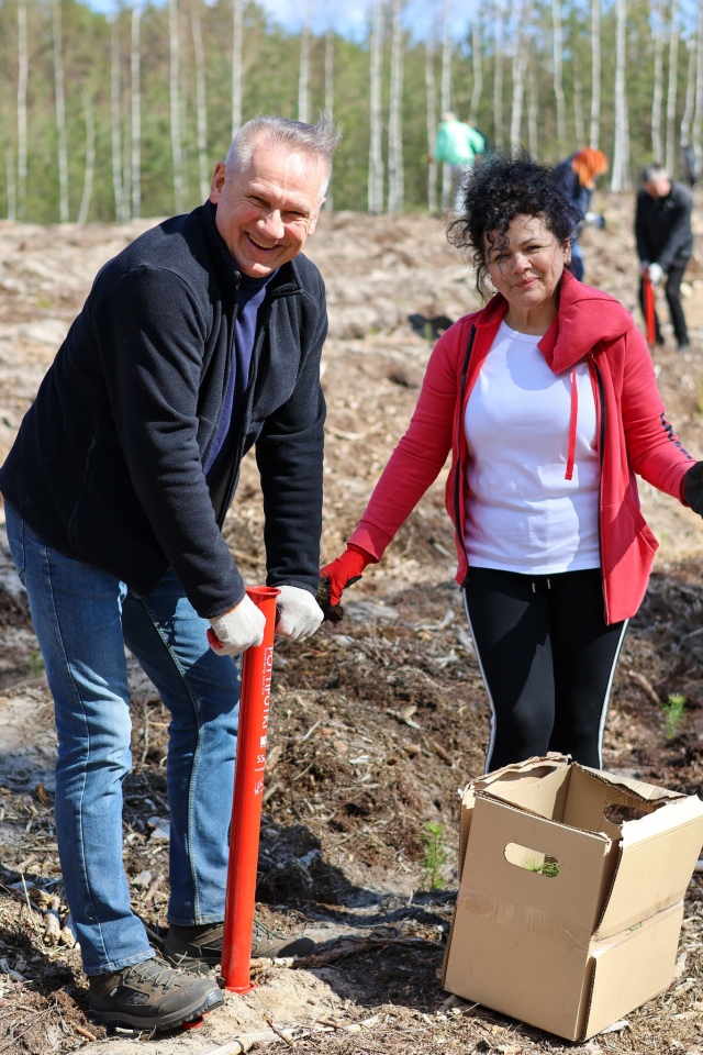 Akcja sadzenia drzew w leśnictwie Dąbrówka w gminie Lelis [08.04.2025] - zdjęcie #27 - eOstroleka.pl