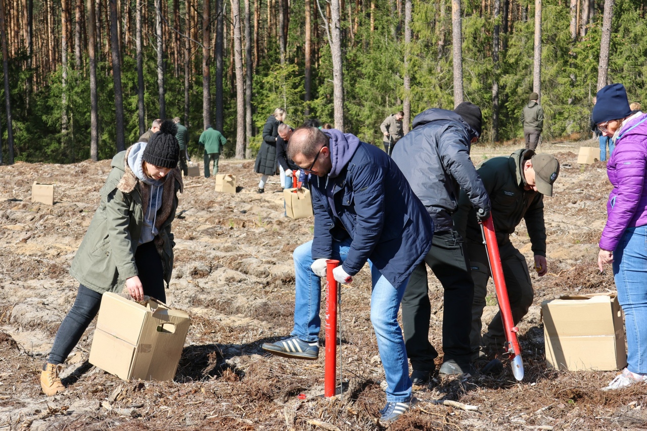 Akcja sadzenia drzew w leśnictwie Dąbrówka w gminie Lelis [08.04.2025] - zdjęcie #22 - eOstroleka.pl