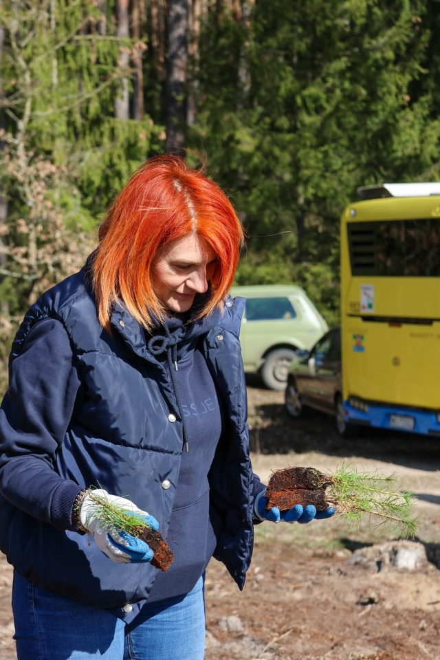 Akcja sadzenia drzew w leśnictwie Dąbrówka w gminie Lelis [08.04.2025] - zdjęcie #20 - eOstroleka.pl