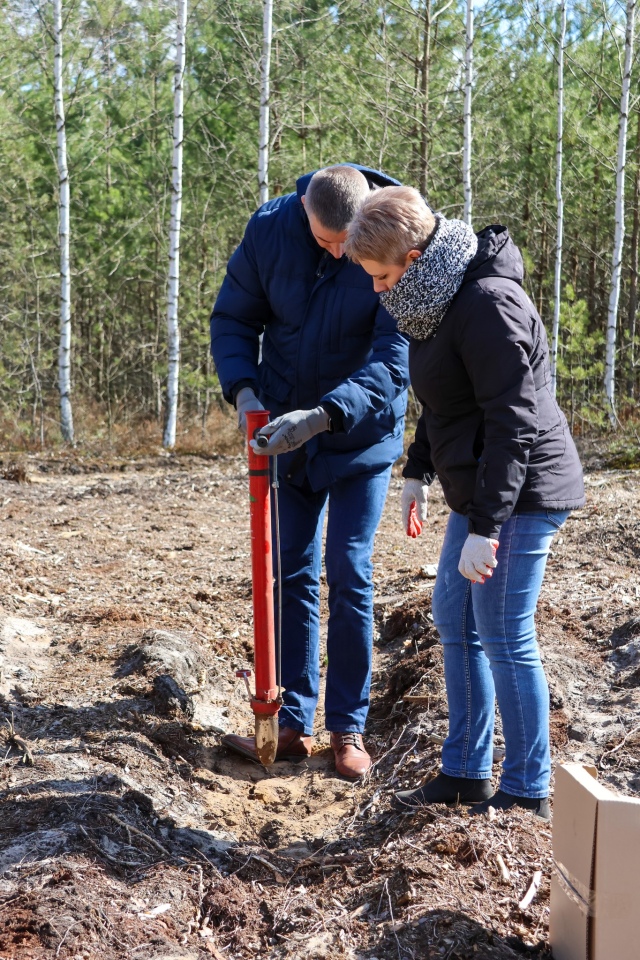 Akcja sadzenia drzew w leśnictwie Dąbrówka w gminie Lelis [08.04.2025] - zdjęcie #19 - eOstroleka.pl
