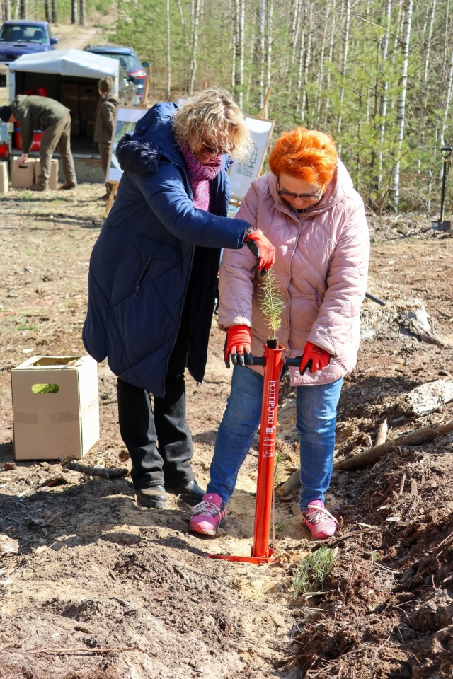 Akcja sadzenia drzew w leśnictwie Dąbrówka w gminie Lelis [08.04.2025] - zdjęcie #10 - eOstroleka.pl