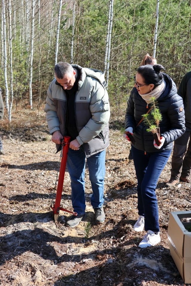 Akcja sadzenia drzew w leśnictwie Dąbrówka w gminie Lelis [08.04.2025] - zdjęcie #7 - eOstroleka.pl