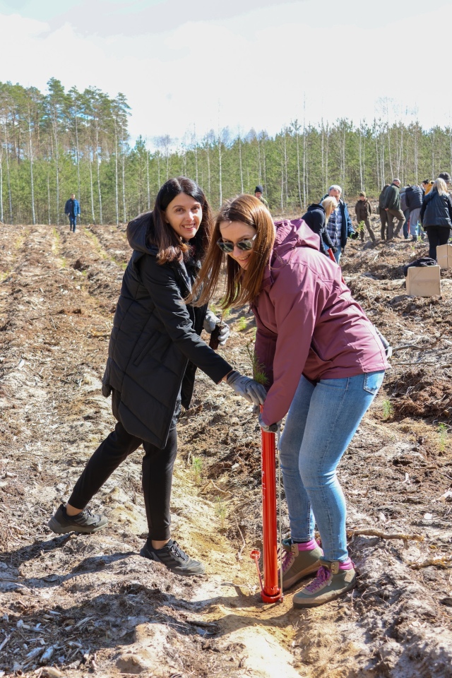 Akcja sadzenia drzew w leśnictwie Dąbrówka w gminie Lelis [08.04.2025] - zdjęcie #1 - eOstroleka.pl