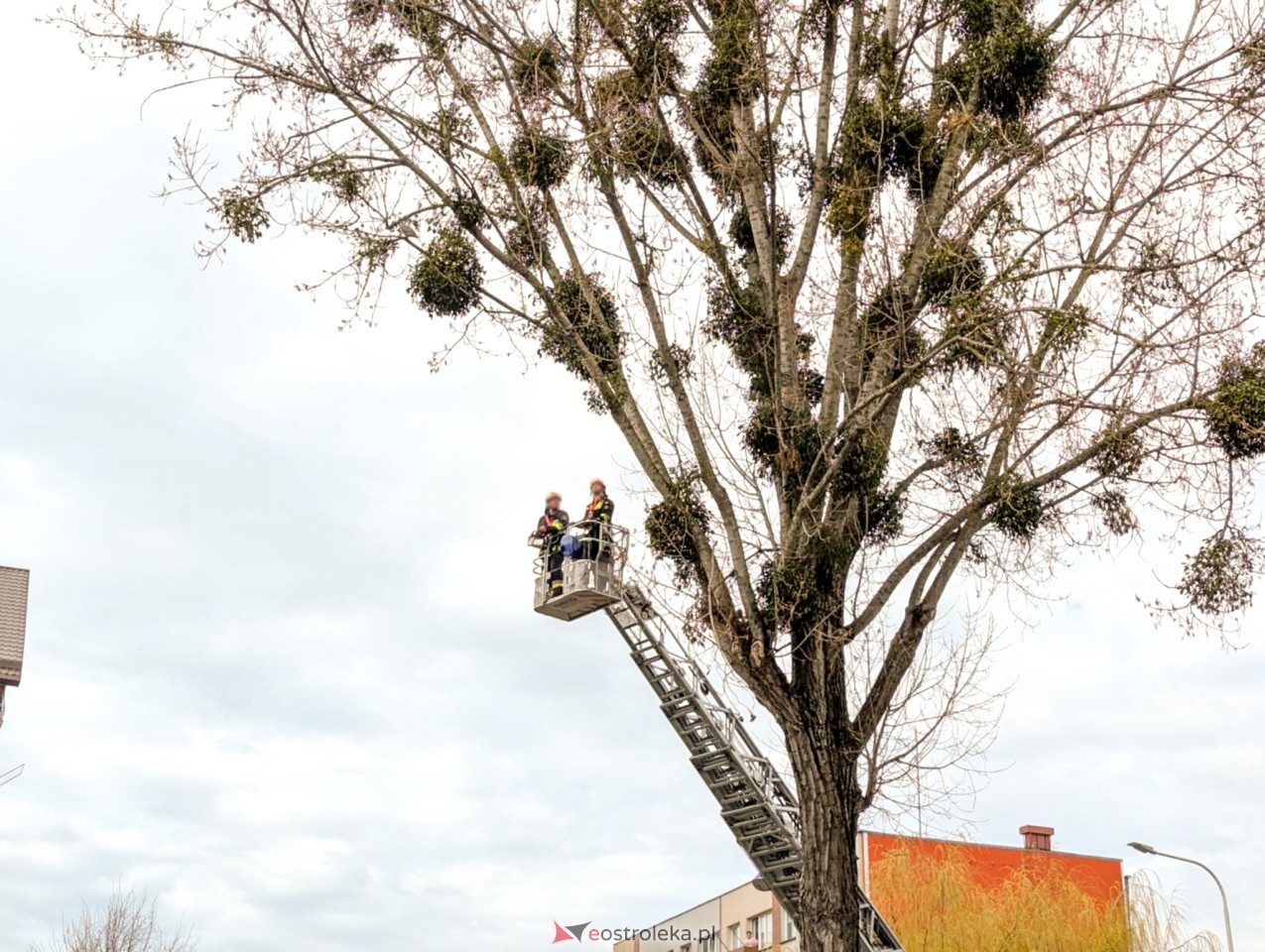 Utrudnienia w centrum Ostrołęki w związku z przycinką drzewa [14.04.2025] - zdjęcie #29 - eOstroleka.pl