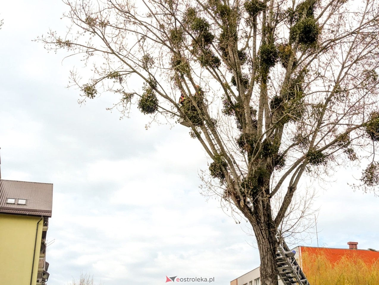 Utrudnienia w centrum Ostrołęki w związku z przycinką drzewa [14.04.2025] - zdjęcie #28 - eOstroleka.pl