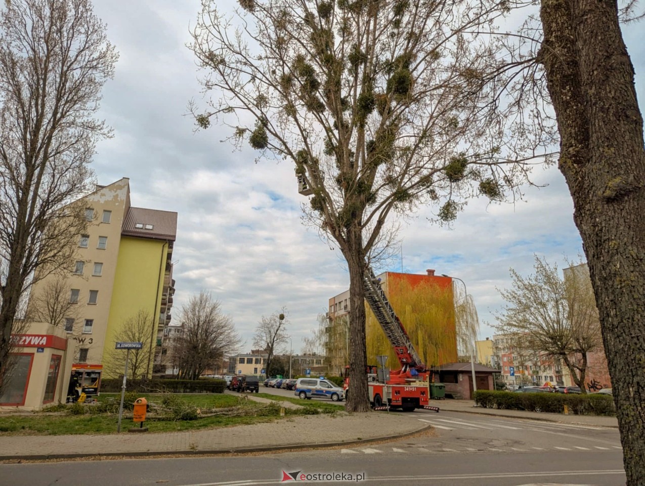 Utrudnienia w centrum Ostrołęki w związku z przycinką drzewa [14.04.2025] - zdjęcie #27 - eOstroleka.pl