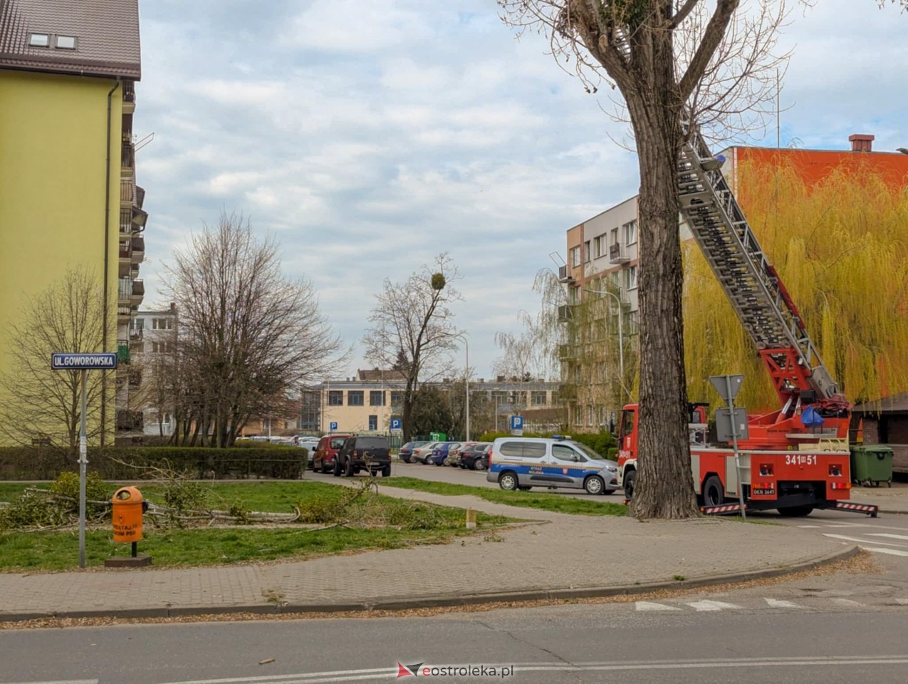 Utrudnienia w centrum Ostrołęki w związku z przycinką drzewa [14.04.2025] - zdjęcie #25 - eOstroleka.pl