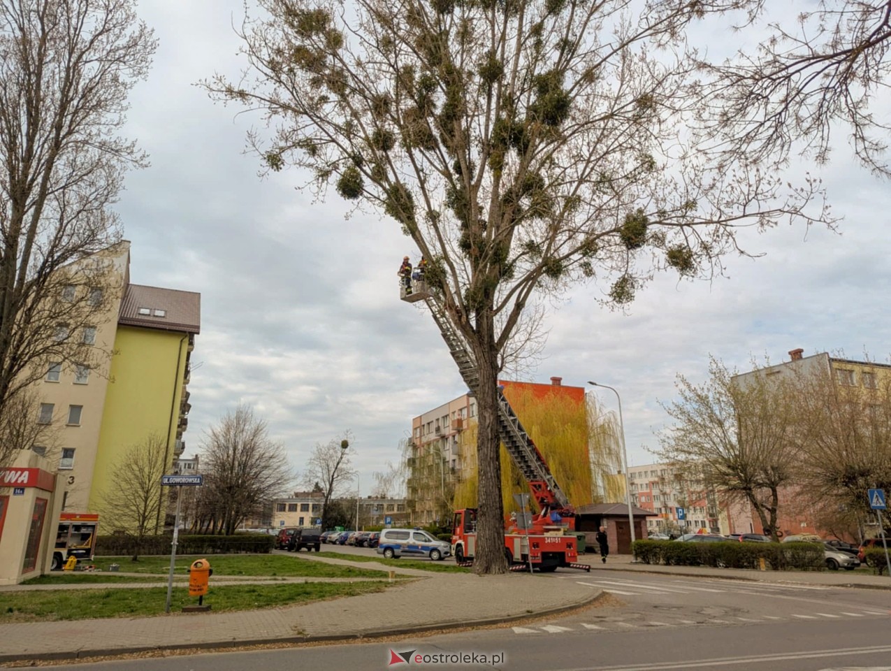 Utrudnienia w centrum Ostrołęki w związku z przycinką drzewa [14.04.2025] - zdjęcie #24 - eOstroleka.pl