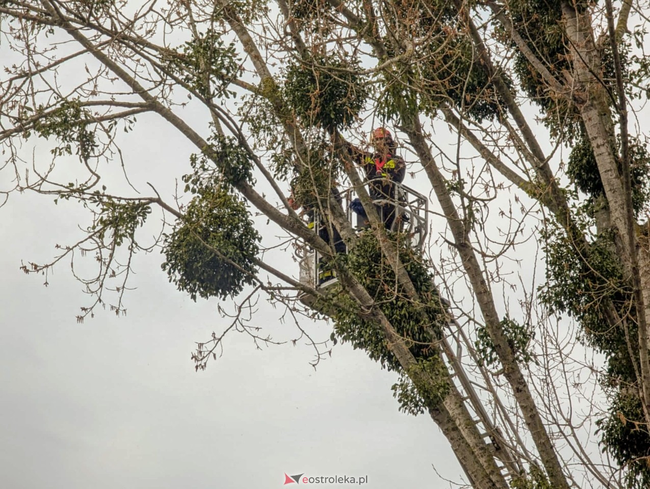 Utrudnienia w centrum Ostrołęki w związku z przycinką drzewa [14.04.2025] - zdjęcie #22 - eOstroleka.pl