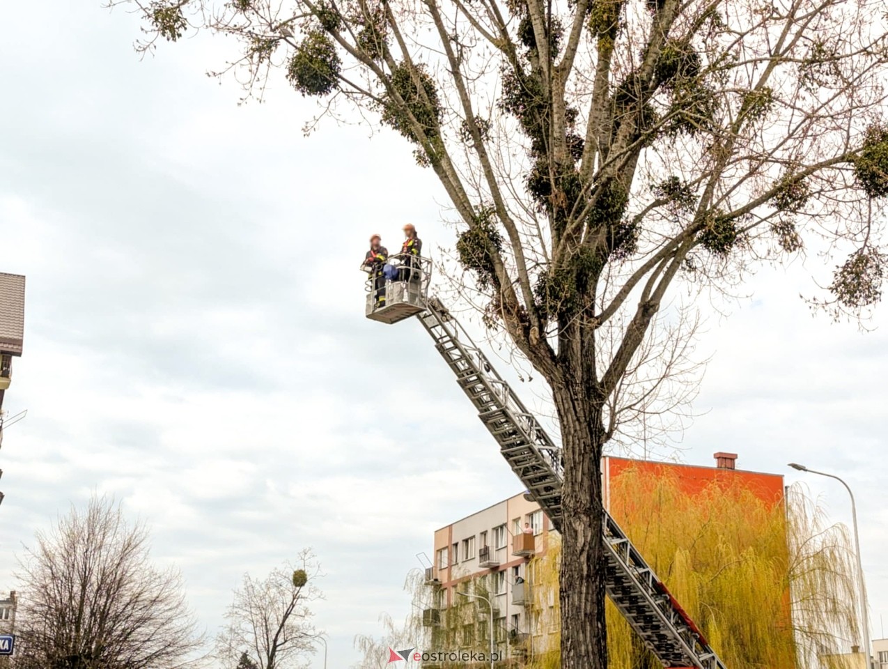 Utrudnienia w centrum Ostrołęki w związku z przycinką drzewa [14.04.2025] - zdjęcie #19 - eOstroleka.pl