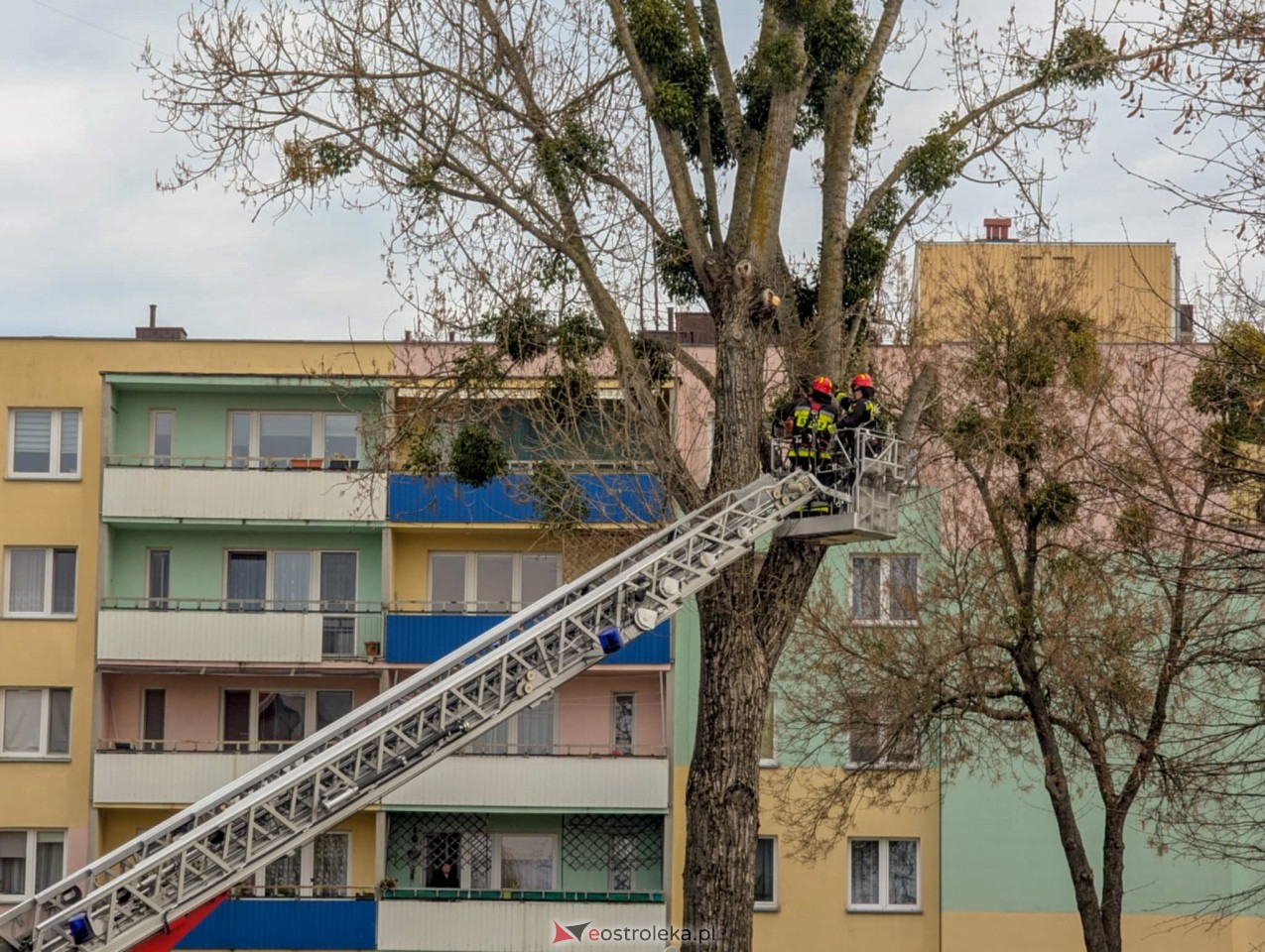 Utrudnienia w centrum Ostrołęki w związku z przycinką drzewa [14.04.2025] - zdjęcie #18 - eOstroleka.pl