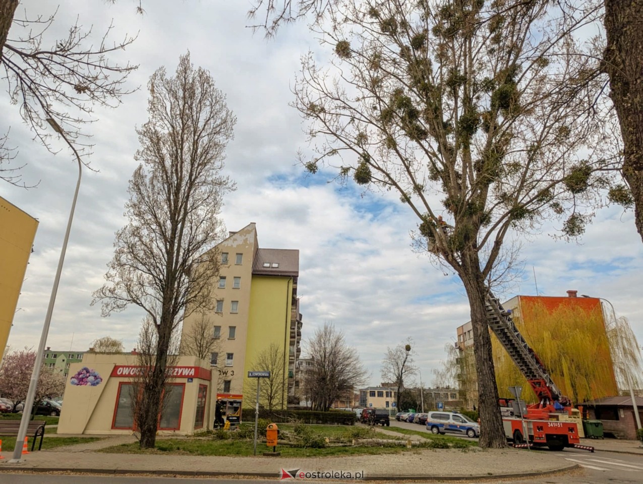 Utrudnienia w centrum Ostrołęki w związku z przycinką drzewa [14.04.2025] - zdjęcie #17 - eOstroleka.pl