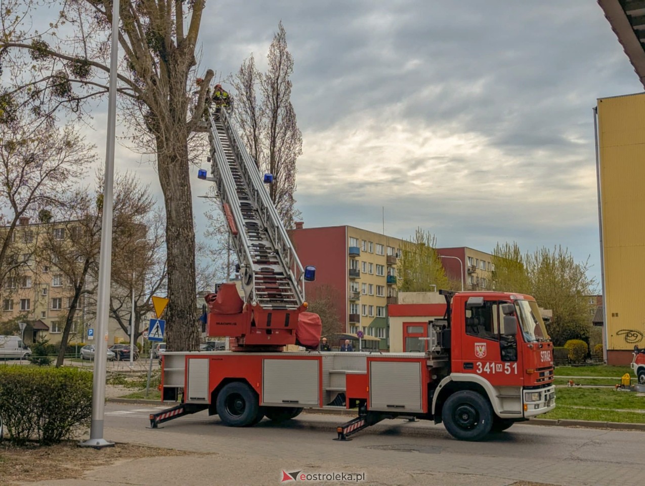 Utrudnienia w centrum Ostrołęki w związku z przycinką drzewa [14.04.2025] - zdjęcie #16 - eOstroleka.pl