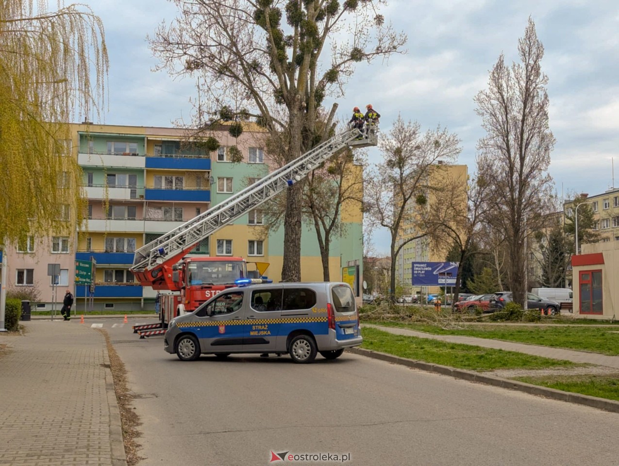 Utrudnienia w centrum Ostrołęki w związku z przycinką drzewa [14.04.2025] - zdjęcie #14 - eOstroleka.pl
