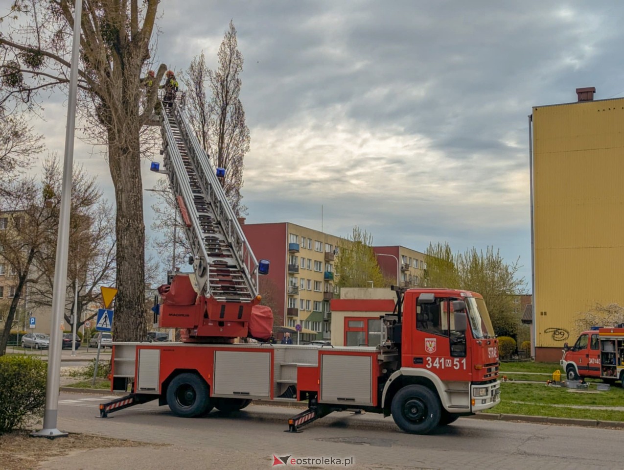 Utrudnienia w centrum Ostrołęki w związku z przycinką drzewa [14.04.2025] - zdjęcie #9 - eOstroleka.pl