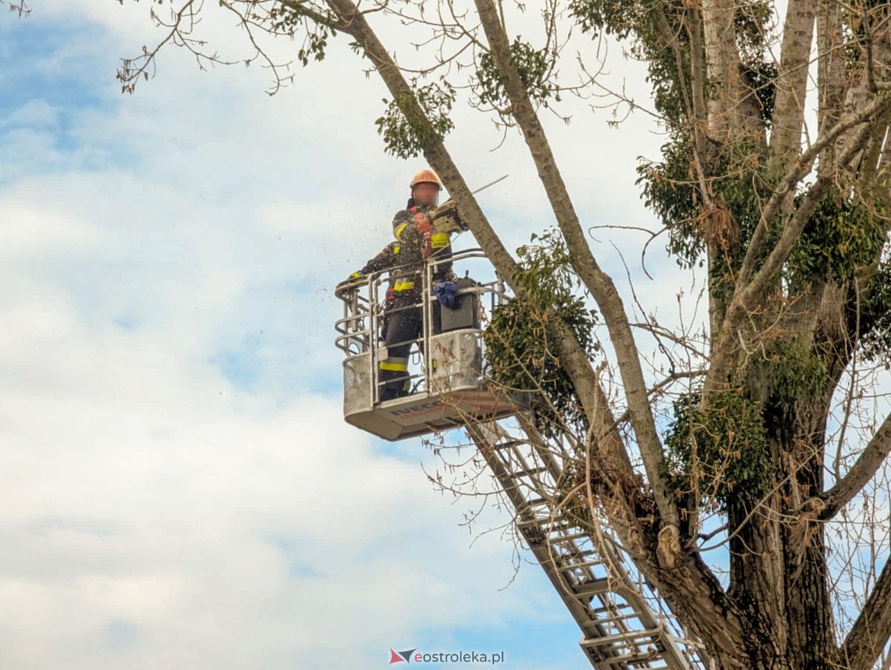 Utrudnienia w centrum Ostrołęki w związku z przycinką drzewa [14.04.2025] - zdjęcie #8 - eOstroleka.pl