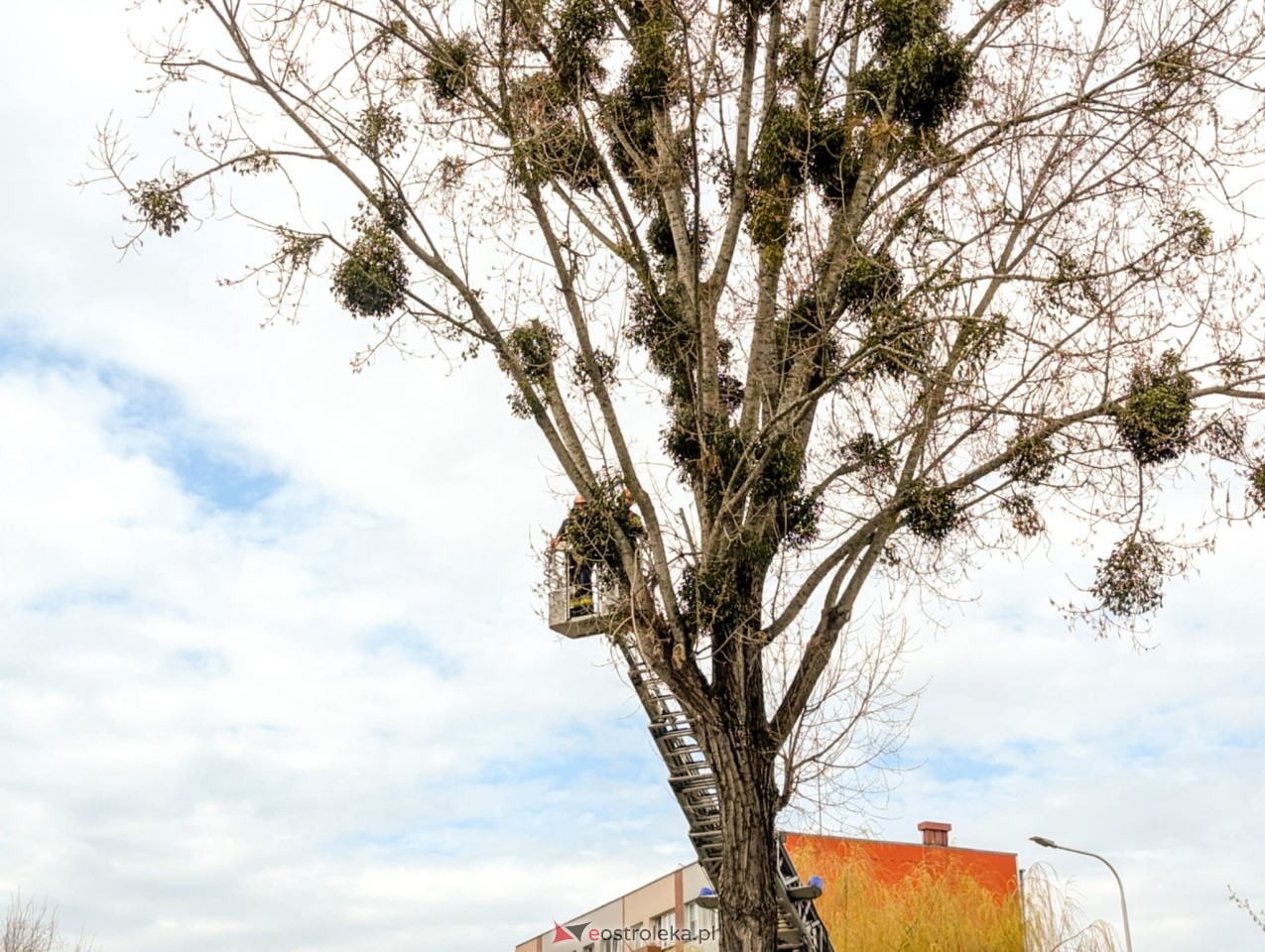 Utrudnienia w centrum Ostrołęki w związku z przycinką drzewa [14.04.2025] - zdjęcie #7 - eOstroleka.pl