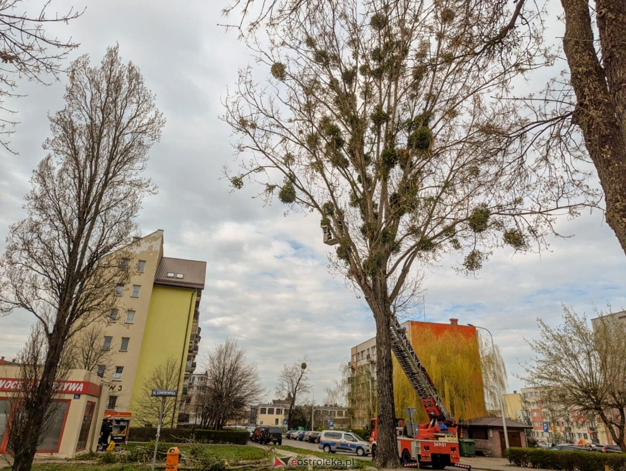 Utrudnienia w centrum Ostrołęki w związku z przycinką drzewa [14.04.2025] - zdjęcie #6 - eOstroleka.pl