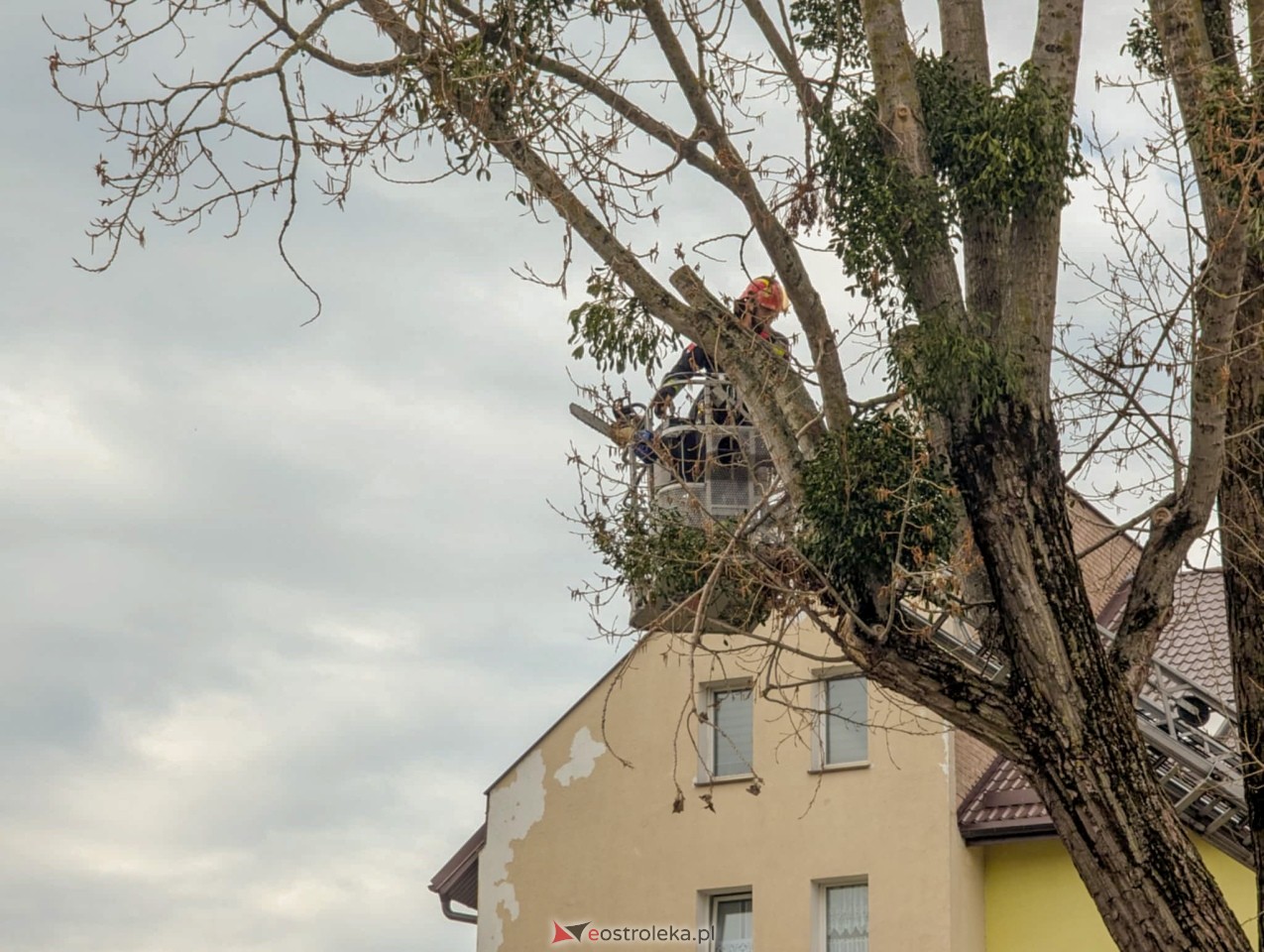 Utrudnienia w centrum Ostrołęki w związku z przycinką drzewa [14.04.2025] - zdjęcie #4 - eOstroleka.pl